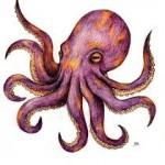 octopus