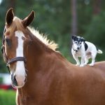 paard-en-hond